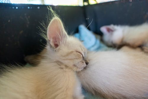 Free Kittens Lying Down and Sleeping Stock Photo