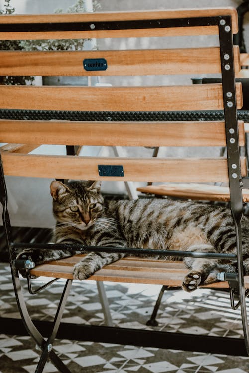 Free A Tabby Cat on a Chair  Stock Photo