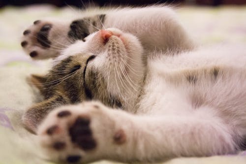 Free Close-up Photo of Cute Sleeping Cat  Stock Photo